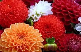 پیاز گل کوکب غده ای